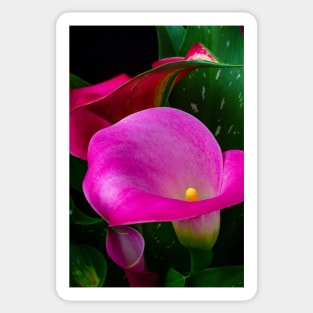 Pink Calla Lily Garden Still Life Sticker